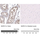 Anti-MAPK13 Antibody