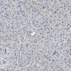 Immunohistochemical staining of human pancreas shows very weak cytoplasmic positivity in exocrine glandular cells.