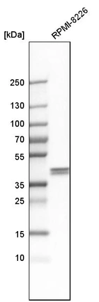 Western blot analysis in human cell line RPMI-8226.
