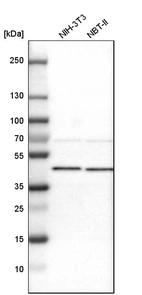 Western blot analysis in mouse cell line NIH-3T3 and rat cell line NBT-II.