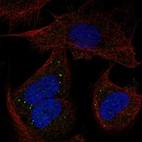 Anti-PCDHB14 Antibody