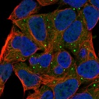 Immunofluorescent staining of human cell line HEK 293 shows localization to vesicles.