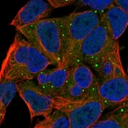Immunofluorescent staining of human cell line HEK 293 shows localization to vesicles.
