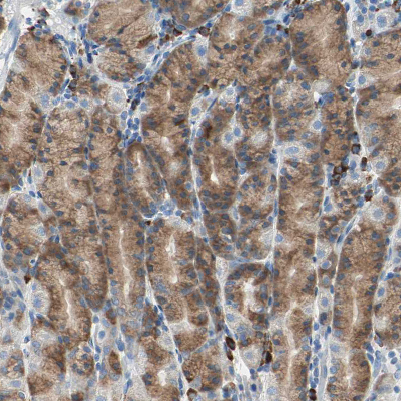 Anti-PLCXD1 Antibody