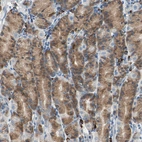 Anti-PLCXD1 Antibody