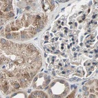 Immunohistochemical staining of human kidney using Anti-PROS1 antibody HPA007724.