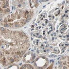 Immunohistochemical staining of human kidney using Anti-PROS1 antibody HPA007724.