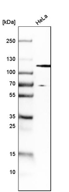 Western blot analysis in human cell line HeLa.