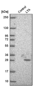 Western blot analysis in control (vector only transfected HEK293T lysate) and lTA over-expression lysate (Co-expressed with a C-terminal myc-DDK tag (~3.1 kDa) in mammalian HEK293T cells, LY424627).