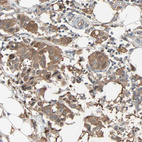 Anti-PRDX1 Antibody