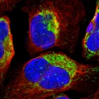 Immunofluorescent staining of human cell line U-2 OS shows localization to mitochondria.