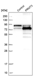 Anti-PRMT3 Antibody