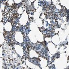 Anti-CLEC4A Antibody