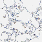 Anti-CLEC4A Antibody