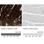 Anti-CASQ1 Antibody