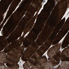 Immunohistochemical staining of human skeletal muscle shows high expression.