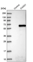 Western blot analysis in control (vector only transfected HEK293T lysate) and CASQ1 over-expression lysate (Co-expressed with a C-terminal myc-DDK tag (~3.1 kDa) in mammalian HEK293T cells, LY420059).