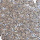 Immunohistochemical staining of human pancreas shows strong cytoplasmic positivity in exocrine glandular cells.