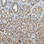 Immunohistochemical staining of human stomach shows strong membranous positivity in glandular cells.