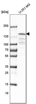 Western blot analysis in human cell line U-251 MG.