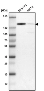Western blot analysis in mouse cell line NIH-3T3 and rat cell line NBT-II.