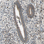 Immunohistochemical staining of human endometrium shows strong cytoplasmic positivity in glandular cells.