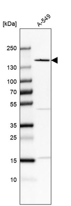 Western blot analysis in human cell line A-549.