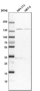 Western blot analysis in mouse cell line NIH-3T3 and rat cell line NBT-II.