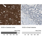 Anti-SV2A Antibody