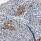 Immunohistochemical staining of human pancreas shows moderate cytoplasmic positivity in islets of Langerhans.