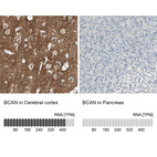 Anti-BCAN Antibody