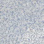 Immunohistochemical staining of human Pancreas shows no positivity in exocrine glandular cells as expected.