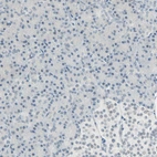 Immunohistochemical staining of human Pancreas shows no positivity in exocrine glandular cells as expected.