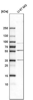 Western blot analysis in human cell line U-87 MG.