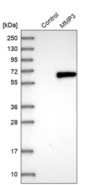 Western blot analysis in control (vector only transfected HEK293T lysate) and MMP3 over-expression lysate (Co-expressed with a C-terminal myc-DDK tag (~3.1 kDa) in mammalian HEK293T cells, LY419341).