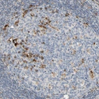 Immunohistochemical staining of human tonsil shows moderate cytoplasmic positivity in germinal center cells.