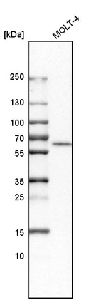 Western blot analysis in human cell line MOLT-4.