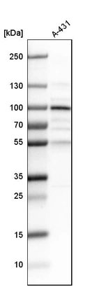 Western blot analysis in human cell line A-431.