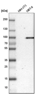 Western blot analysis in mouse cell line NIH-3T3 and rat cell line NBT-II.
