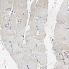 Immunohistochemical staining of human skeletal muscle shows very weak positivity in myocytes.