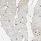 Immunohistochemical staining of human skeletal muscle shows very weak positivity in myocytes.