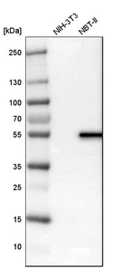 Western blot analysis in mouse cell line NIH-3T3 and rat cell line NBT-II.