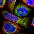Immunofluorescent staining of human cell line A-431 shows localization to endoplasmic reticulum & lipid droplets.