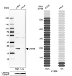 Western blot analysis in human cell lines A-549 and HeLa using Anti-CYB5B antibody. Corresponding CYB5B RNA-seq data are presented for the same cell lines. Loading control: Anti-COX4I1.
