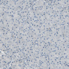 Immunohistochemical staining of human pancreas shows no positivity in exocrine glandular cells as expected.