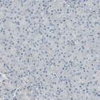 Immunohistochemical staining of human pancreas shows no positivity in exocrine glandular cells as expected.