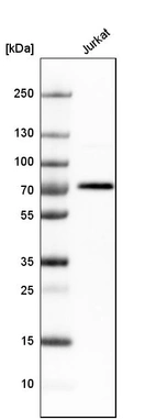 Western blot analysis in human cell line Jurkat.