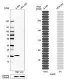 Western blot analysis in human cell lines A-549 and HEK293 using Anti-AGR2 antibody. Corresponding AGR2 RNA-seq data are presented for the same cell lines. Loading control: Anti-HSP90B1.