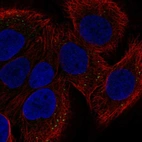 Immunofluorescent staining of human cell line HaCaT shows localization to vesicles.
