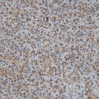 Anti-SLC39A9 Antibody